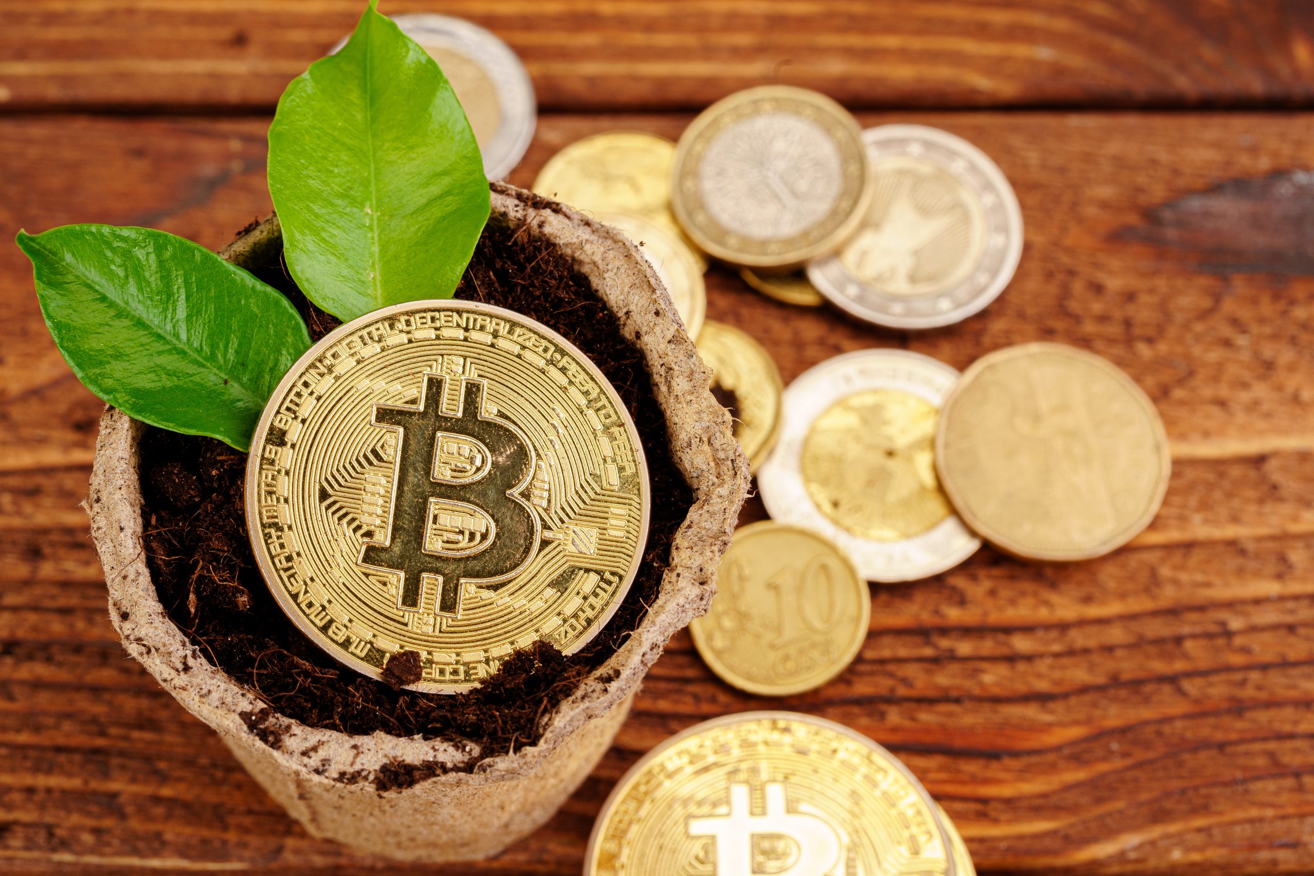 Golden bitcoin and green plant in soil